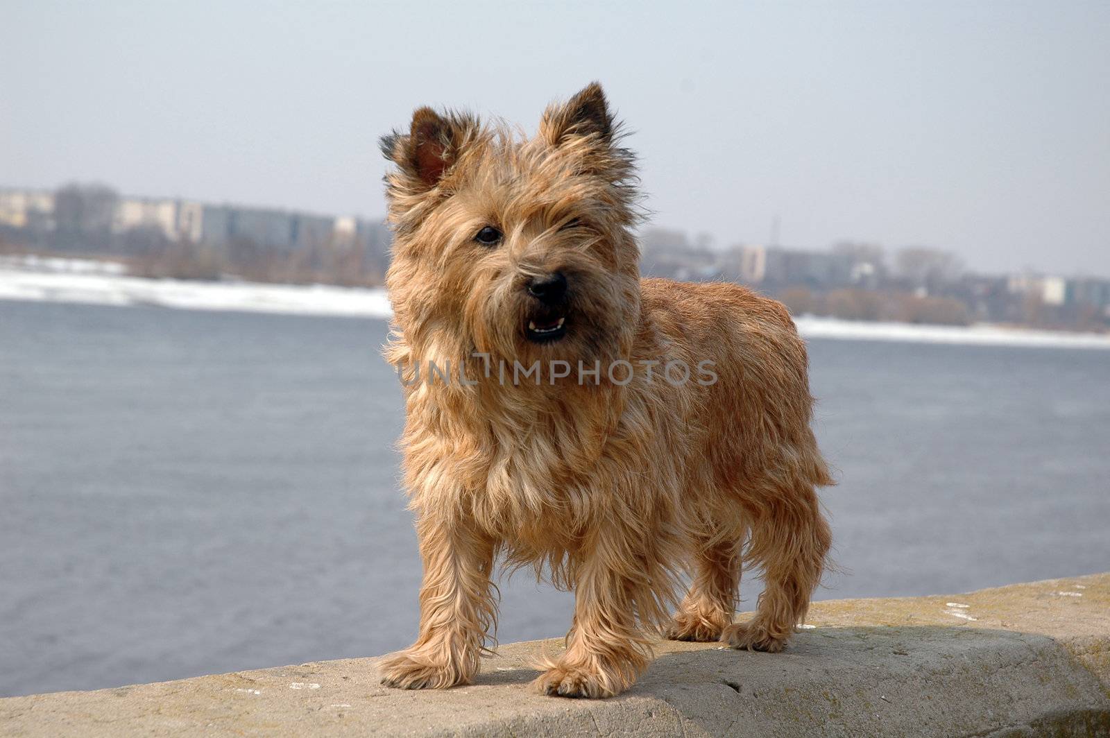 cairn terrier by OlgaDrozd
