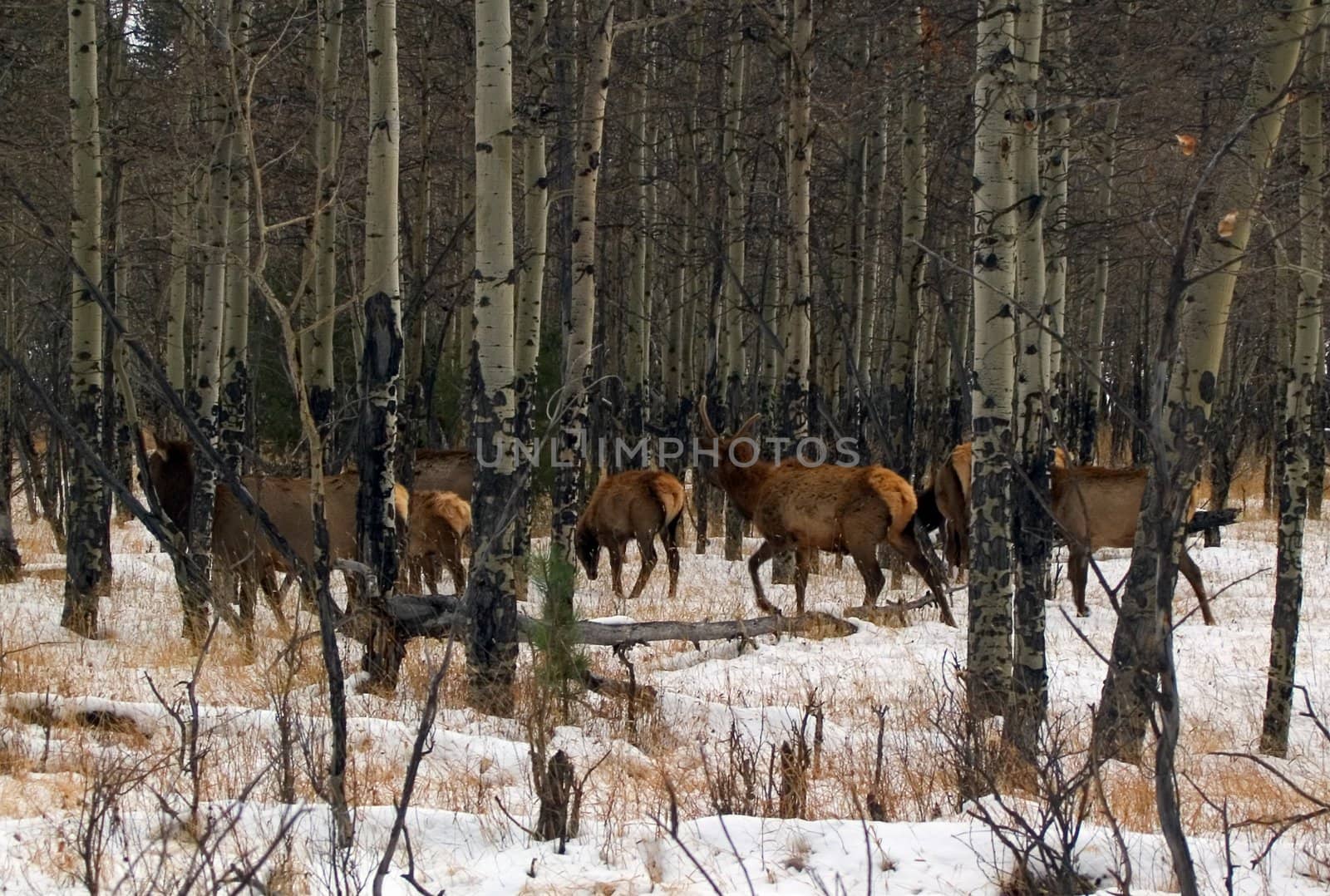  A herd of wapiti (North American Elk) in Rocky Mountain National Park