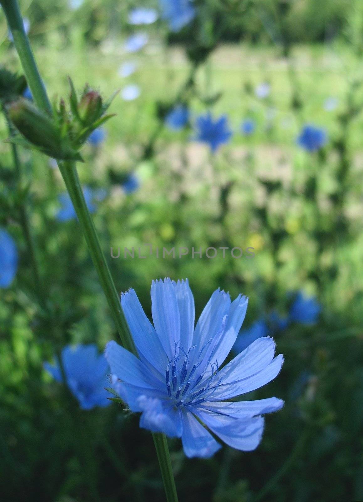 Flower chicory on a green meadow