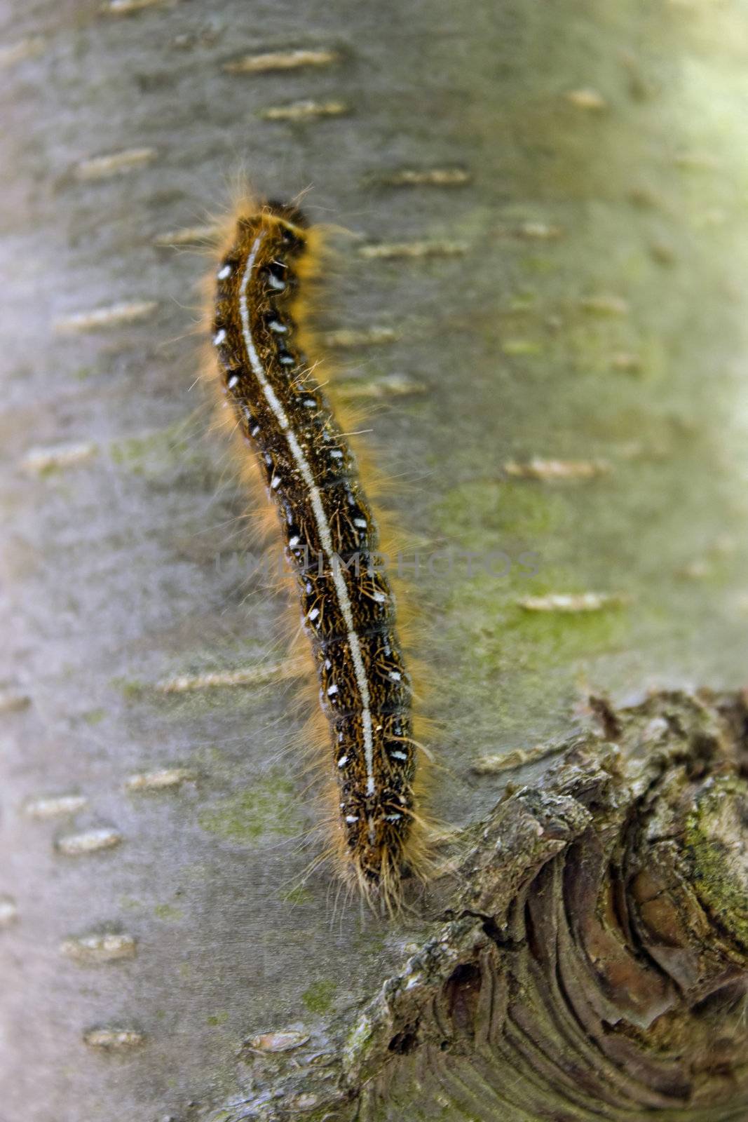 A closeup of a caterpillar climbing up the side of a tree.
