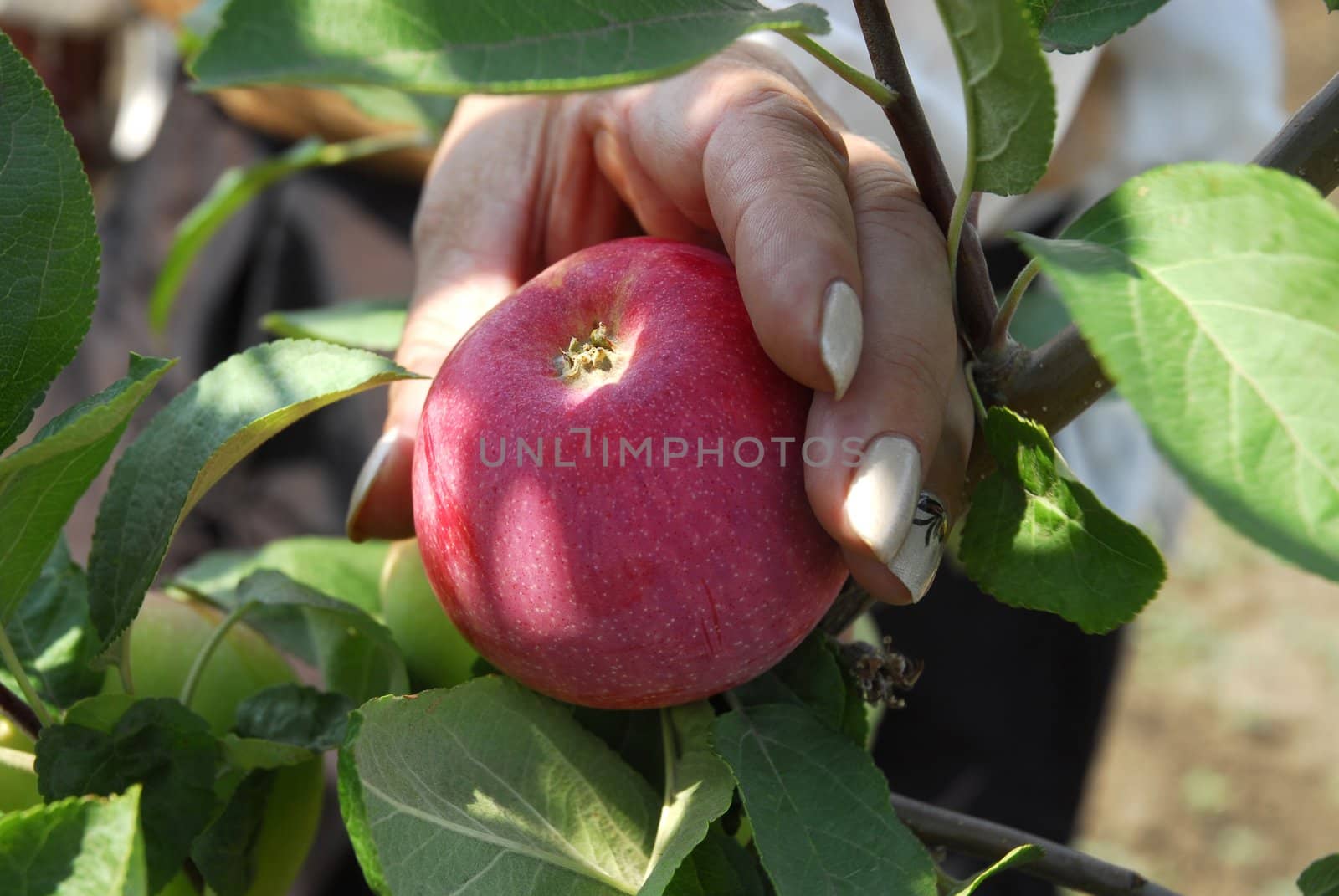 Woman's hand with red apple in sun shine 2