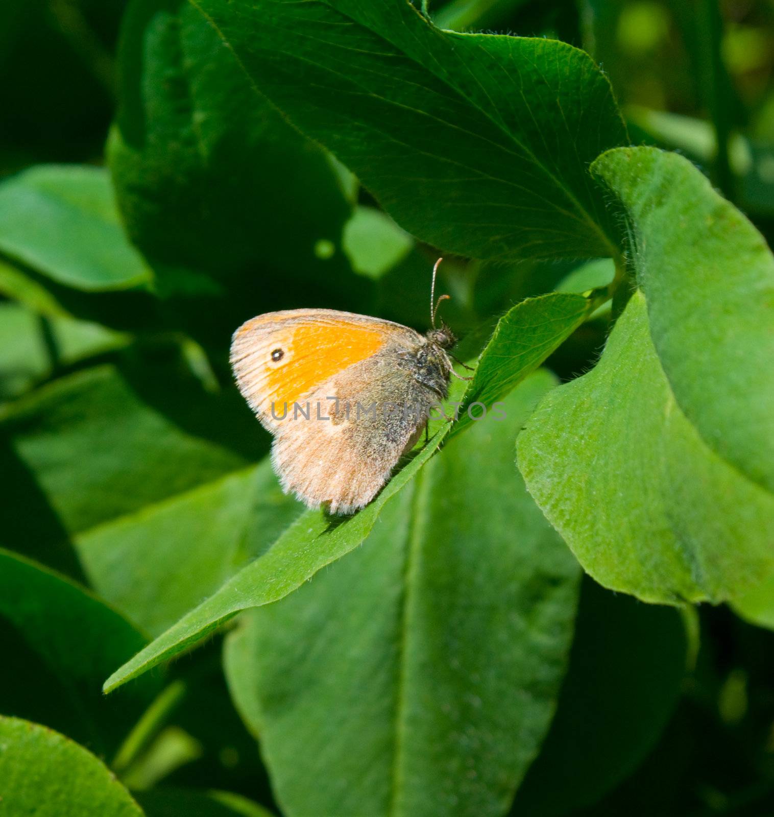 Butterfly-Coenonympha-pamphilus