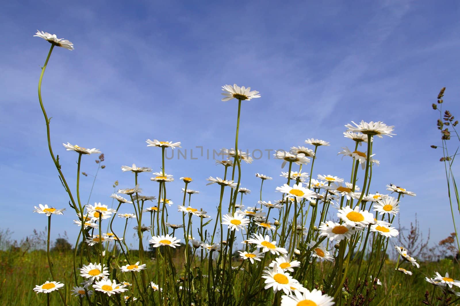 beautiful flowers with blue sky by zeber