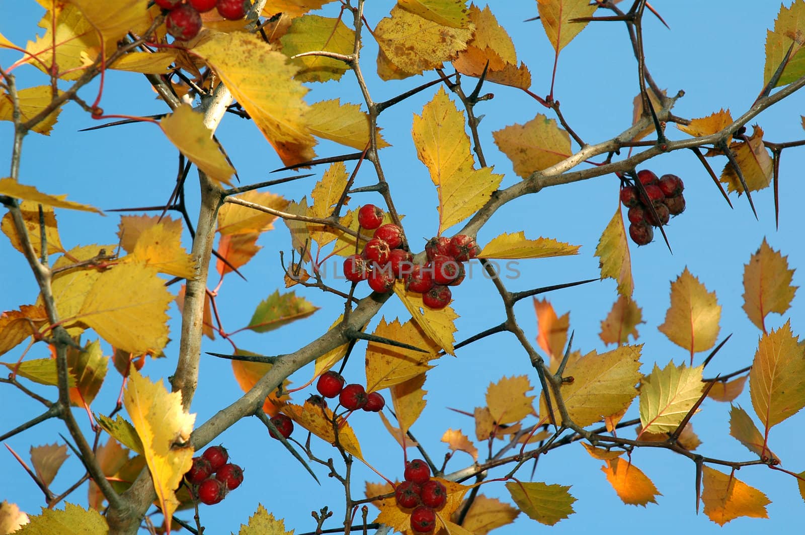 Fruits of a hawthorn  by OlgaDrozd