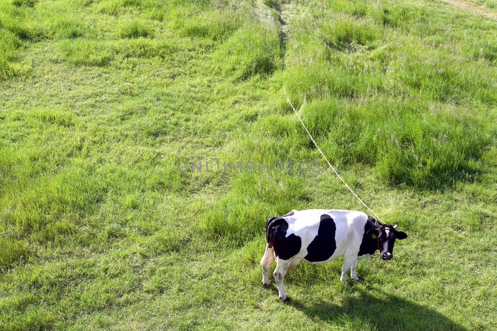 cow on green field  by zeber