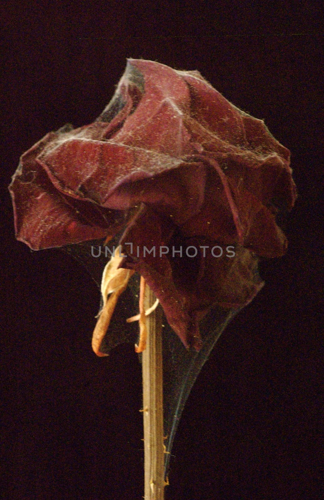 Profile shot of a dead, cobweb covered red rose against a black background