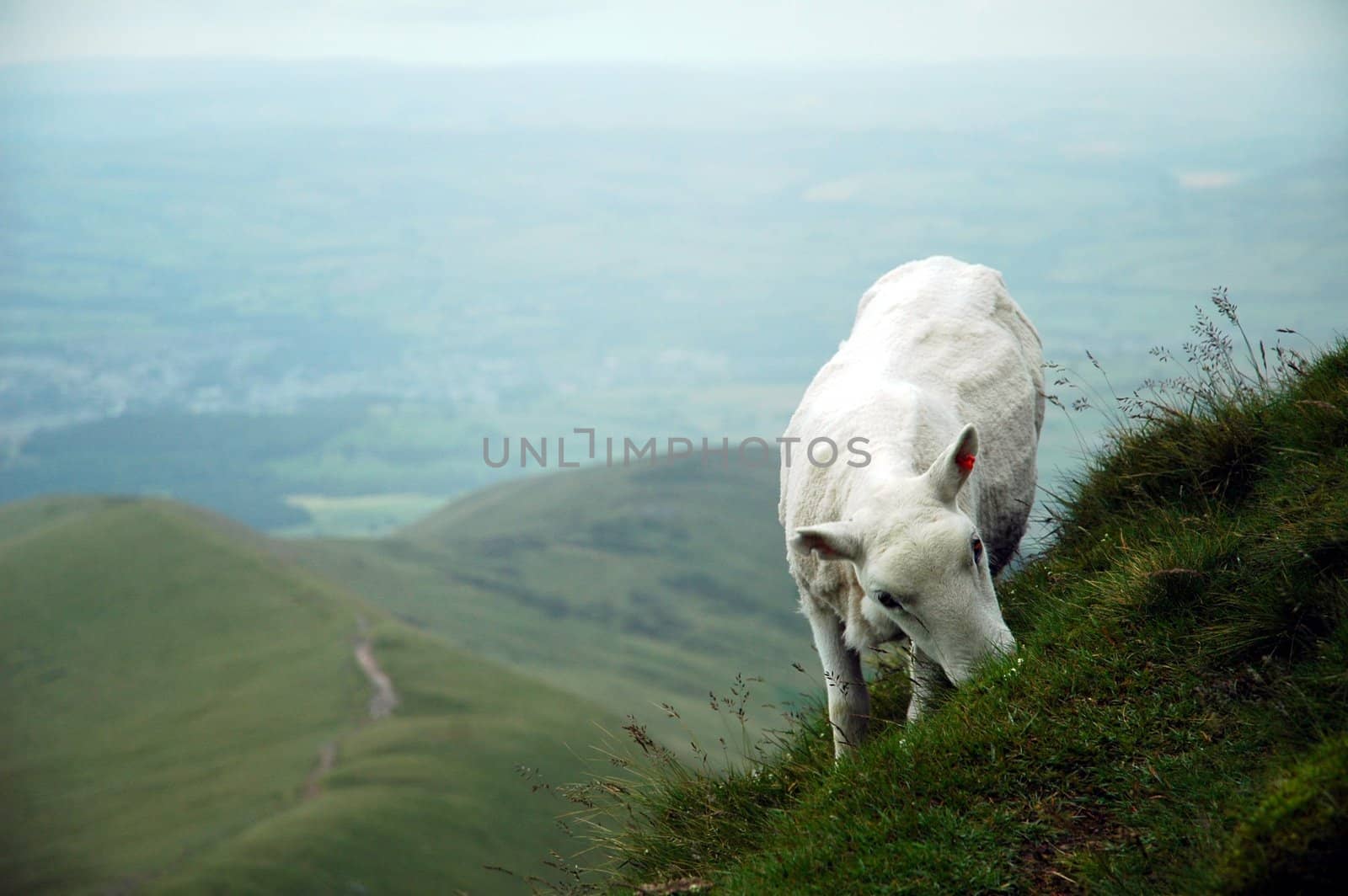 mountain of Breacon Beakon park in Wales wint a goa t