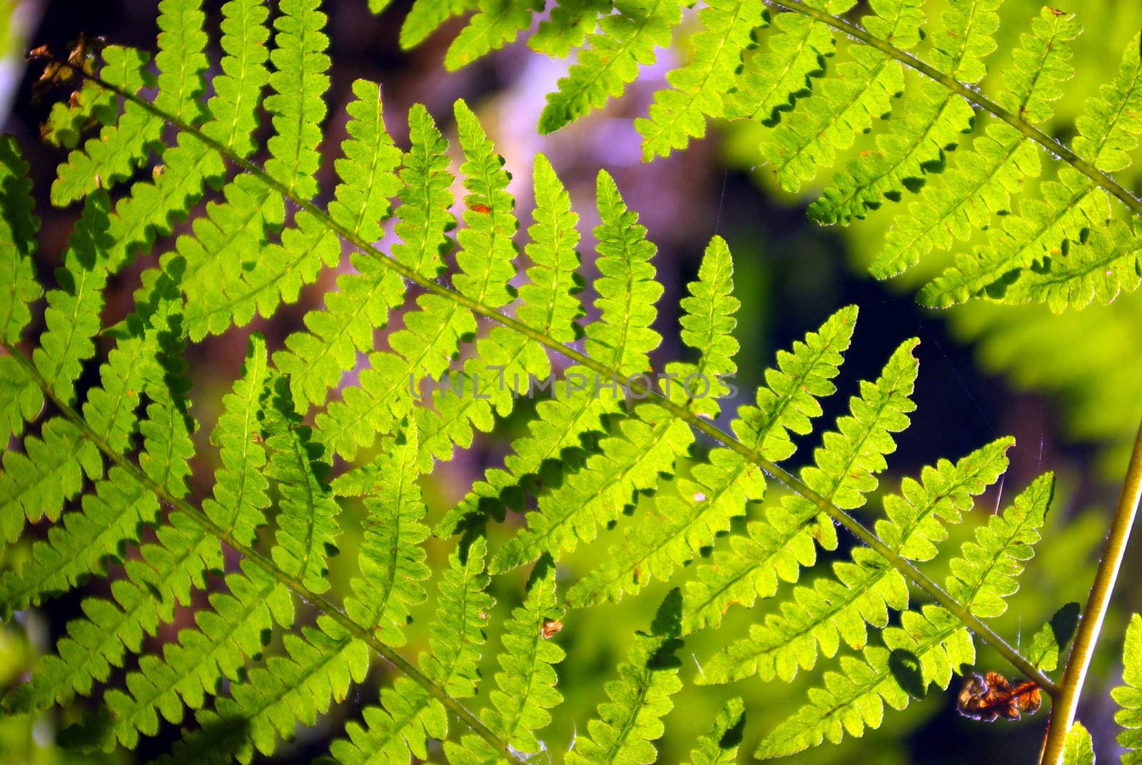 Photo of the profile of a bracken in the woods with some backlight