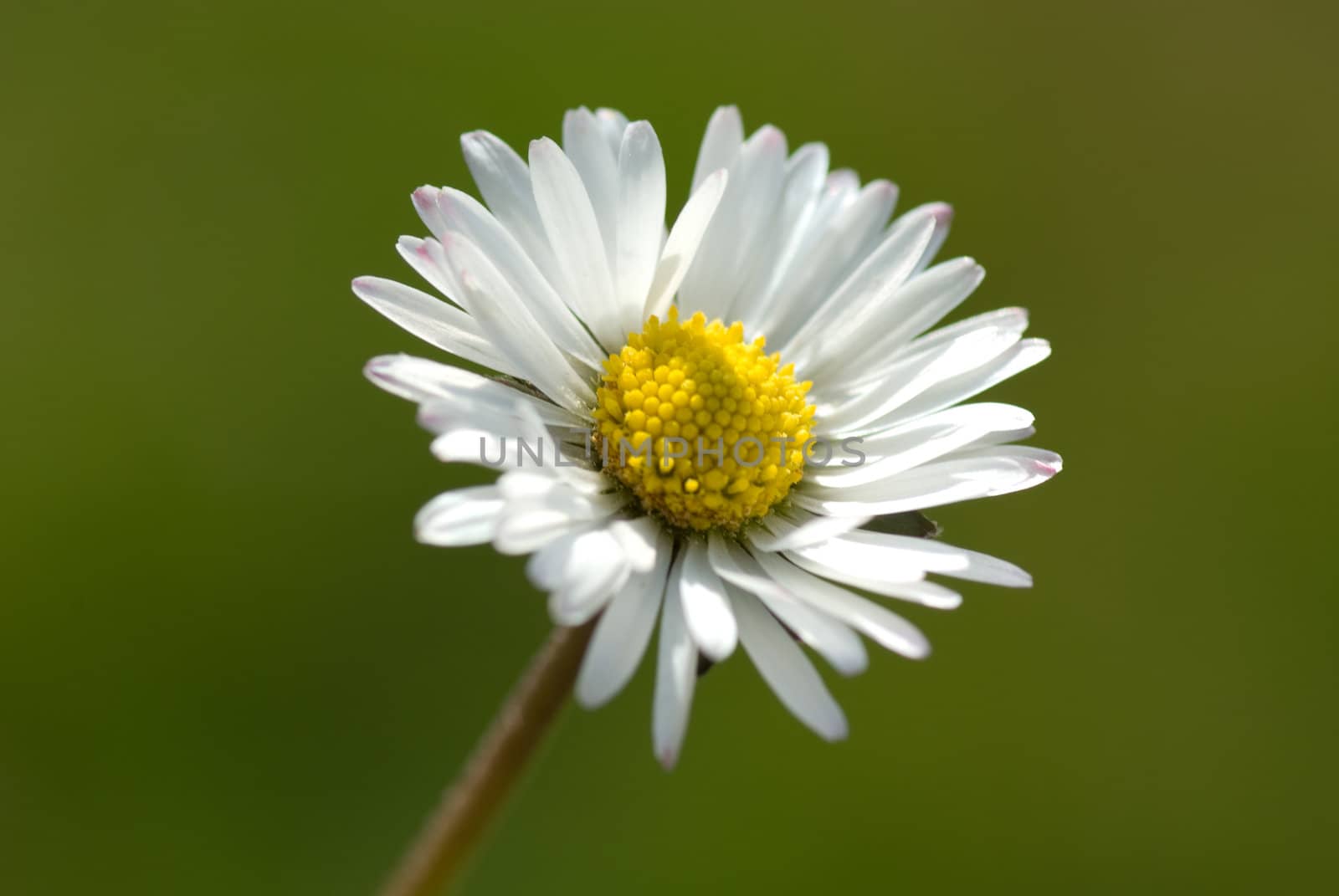 meadow flower