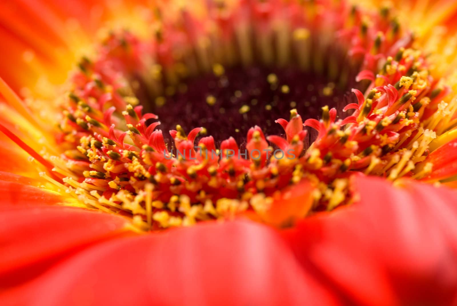 flower detail