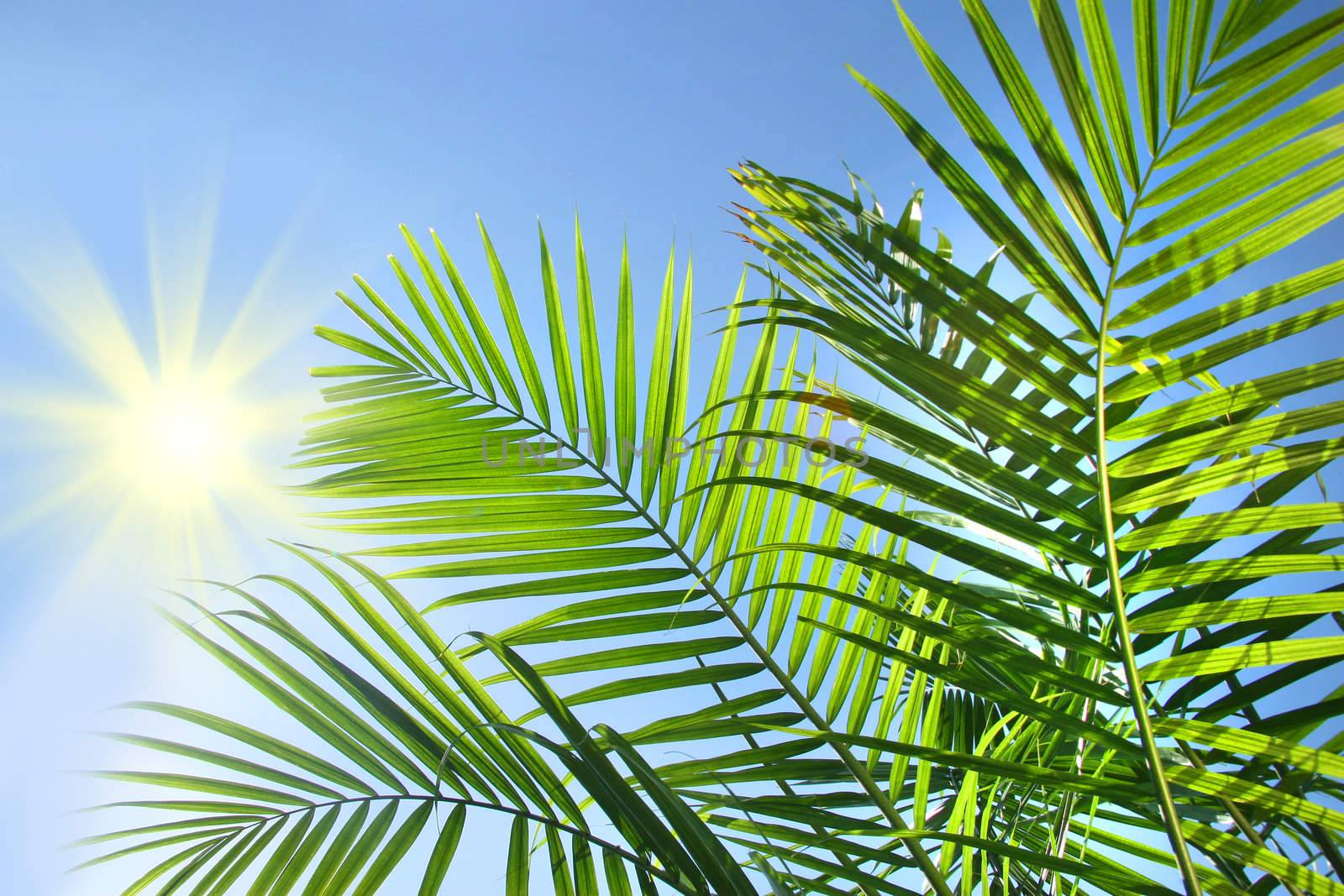 Palm branches in the summer sun