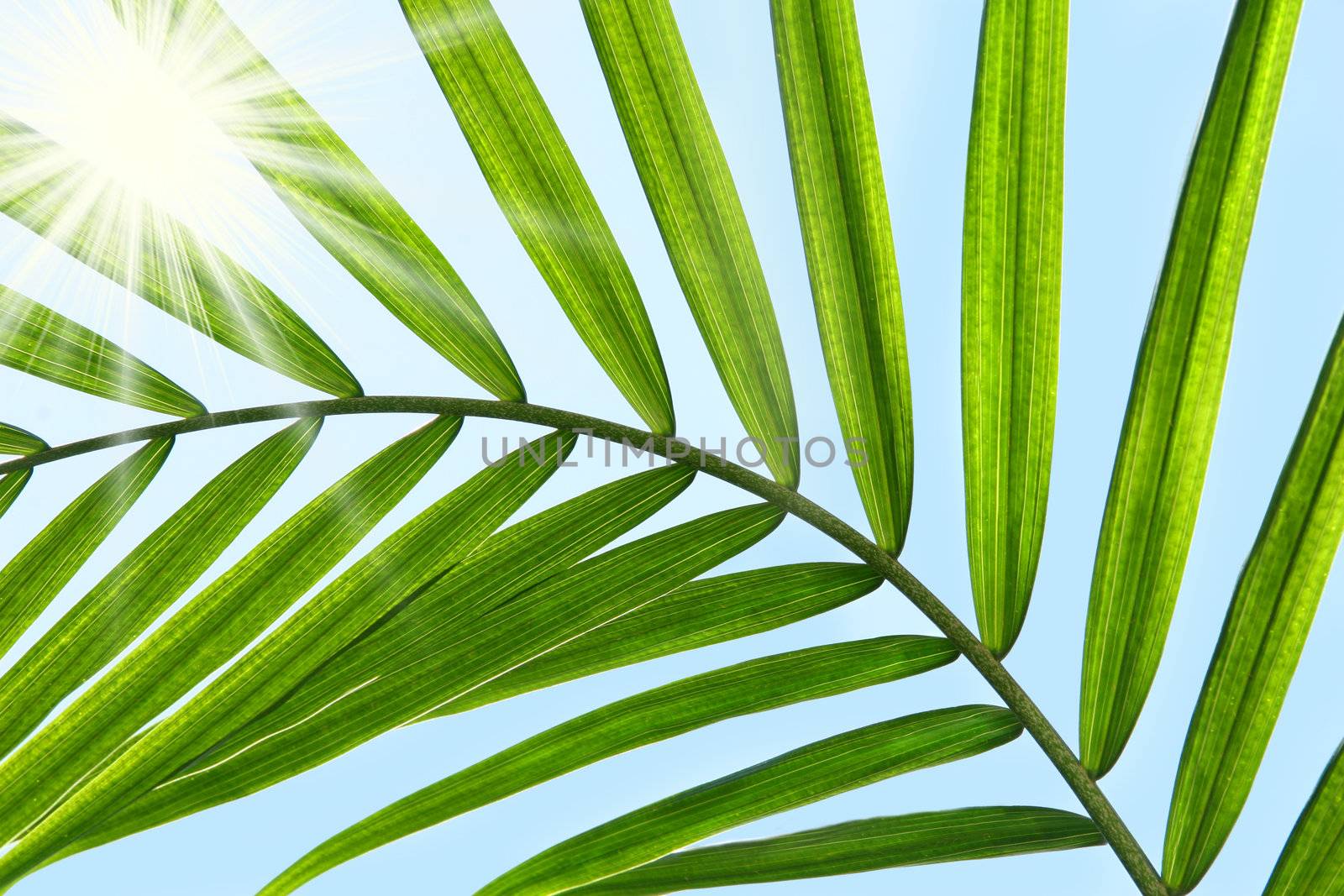 Palm leaf against a sunny blue sky