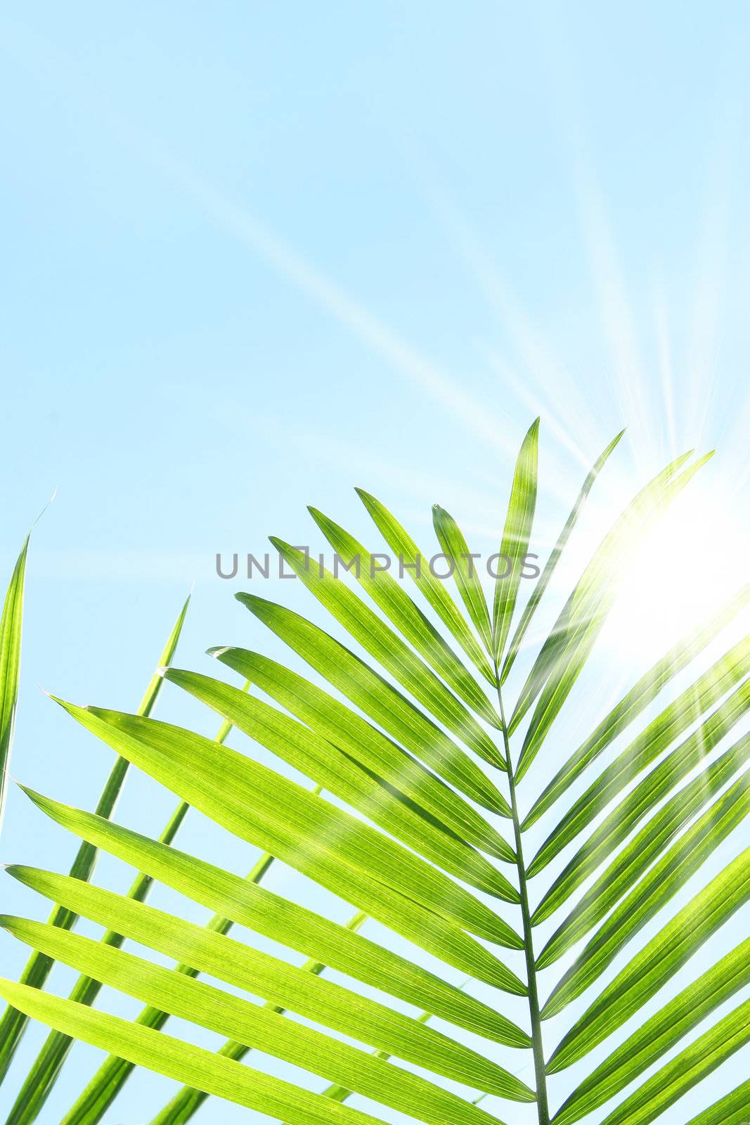 Palm leaves against a blue summer sky by Sandralise