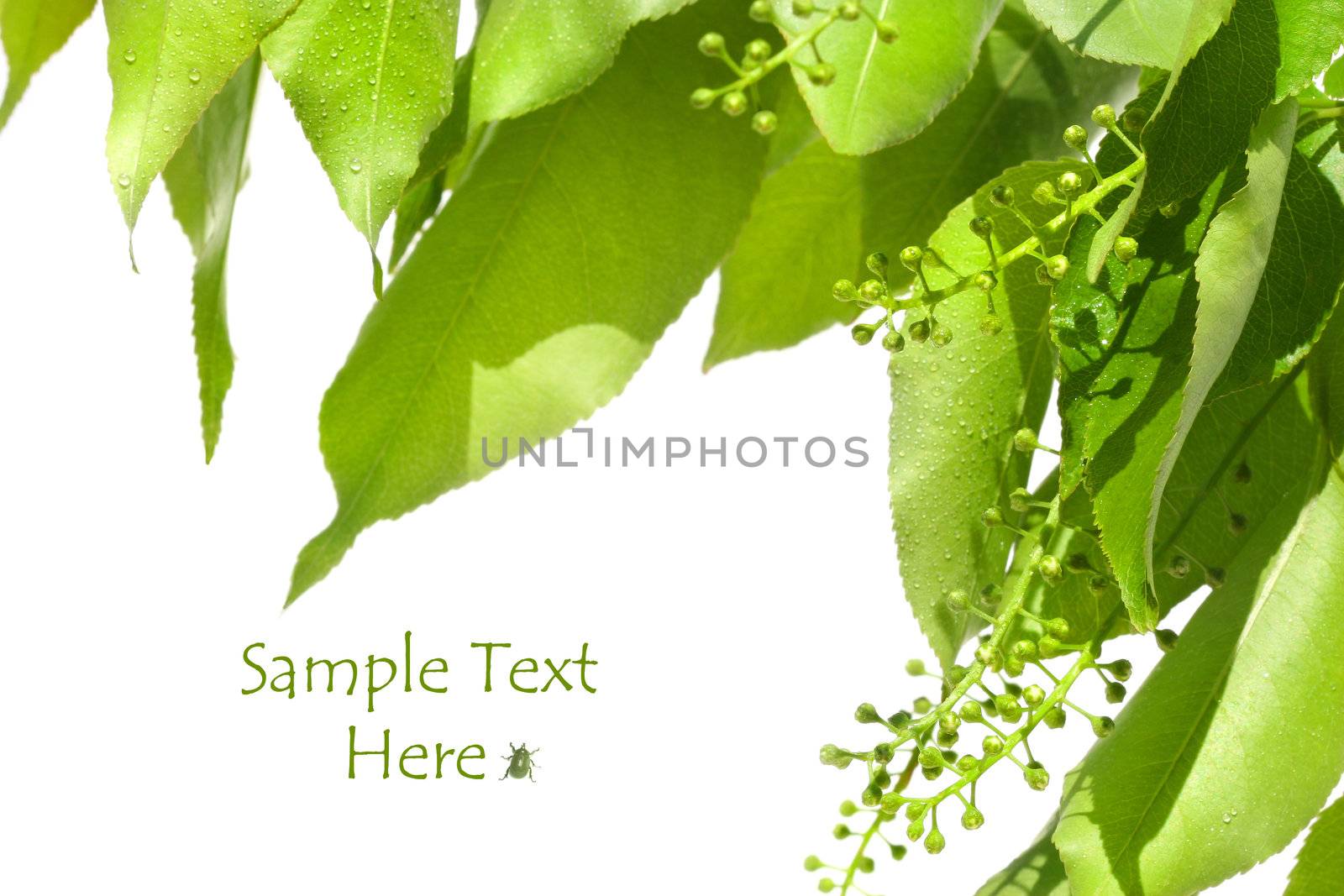 Summer green leaves isolated on white background