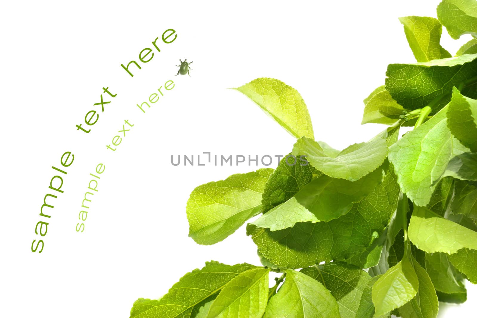 Green foliage against white background