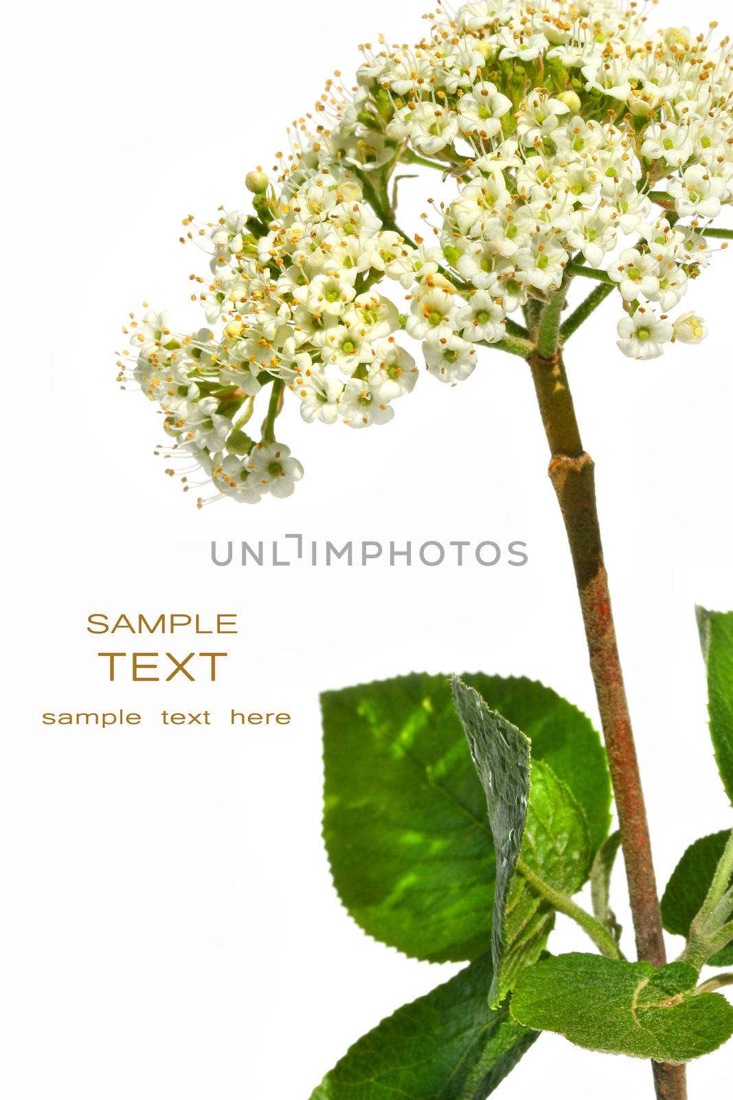 Wild botanical flower against white background