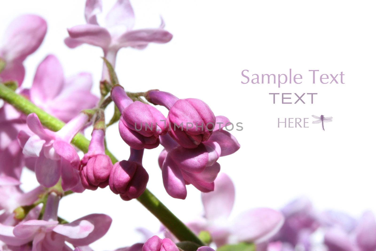 Branch of liliac buds against white background