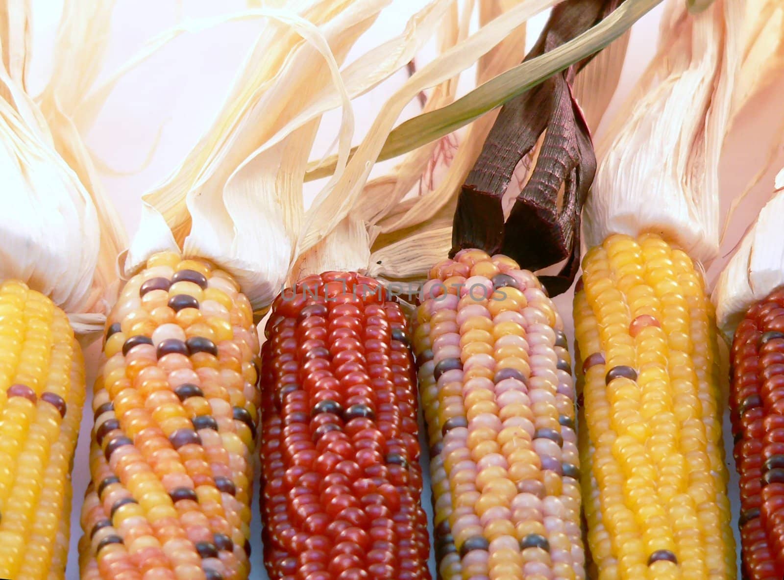 Fall harvest detail of indian corn