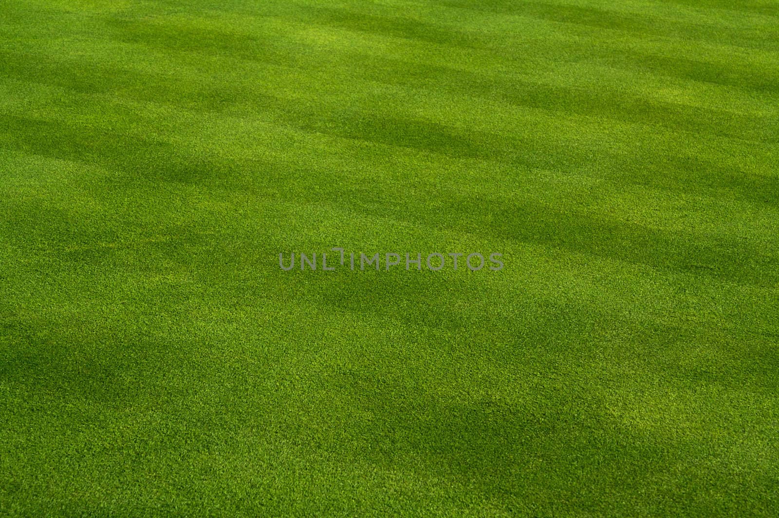 Fresh Cut Green Grass on a Spring day