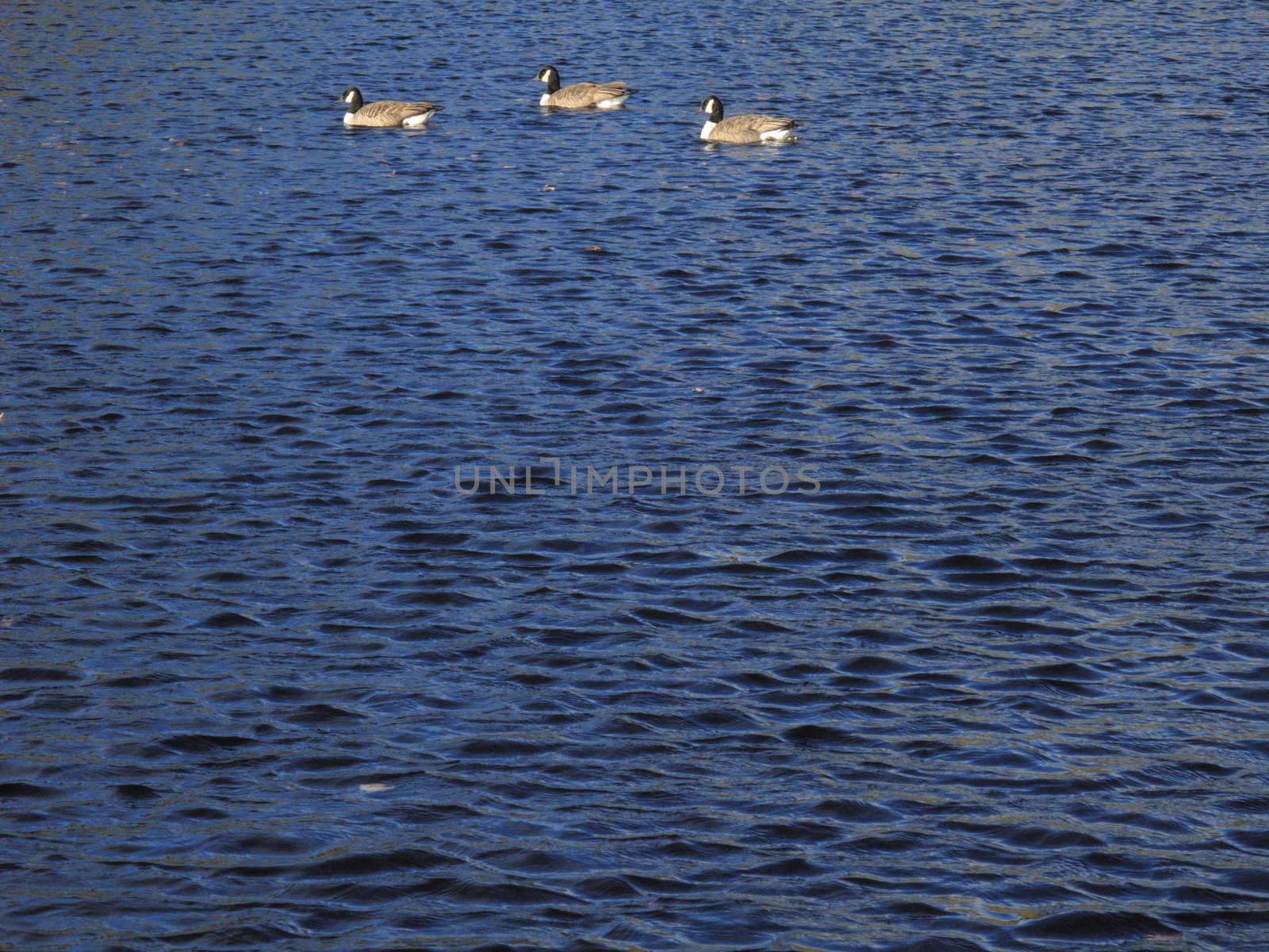 Three Geese on a Pond by Ffooter