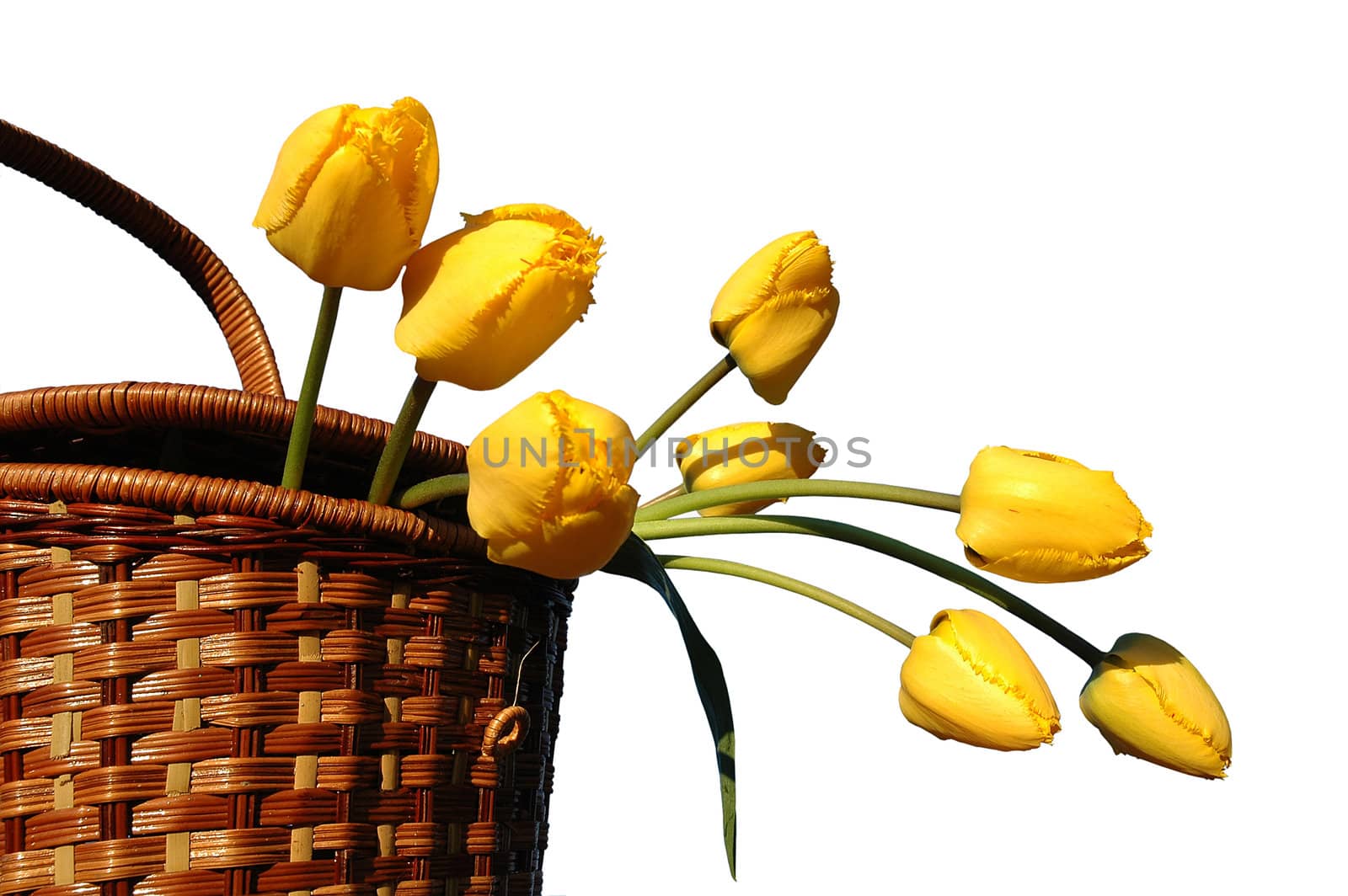 the basket with yellow tulips, isolated