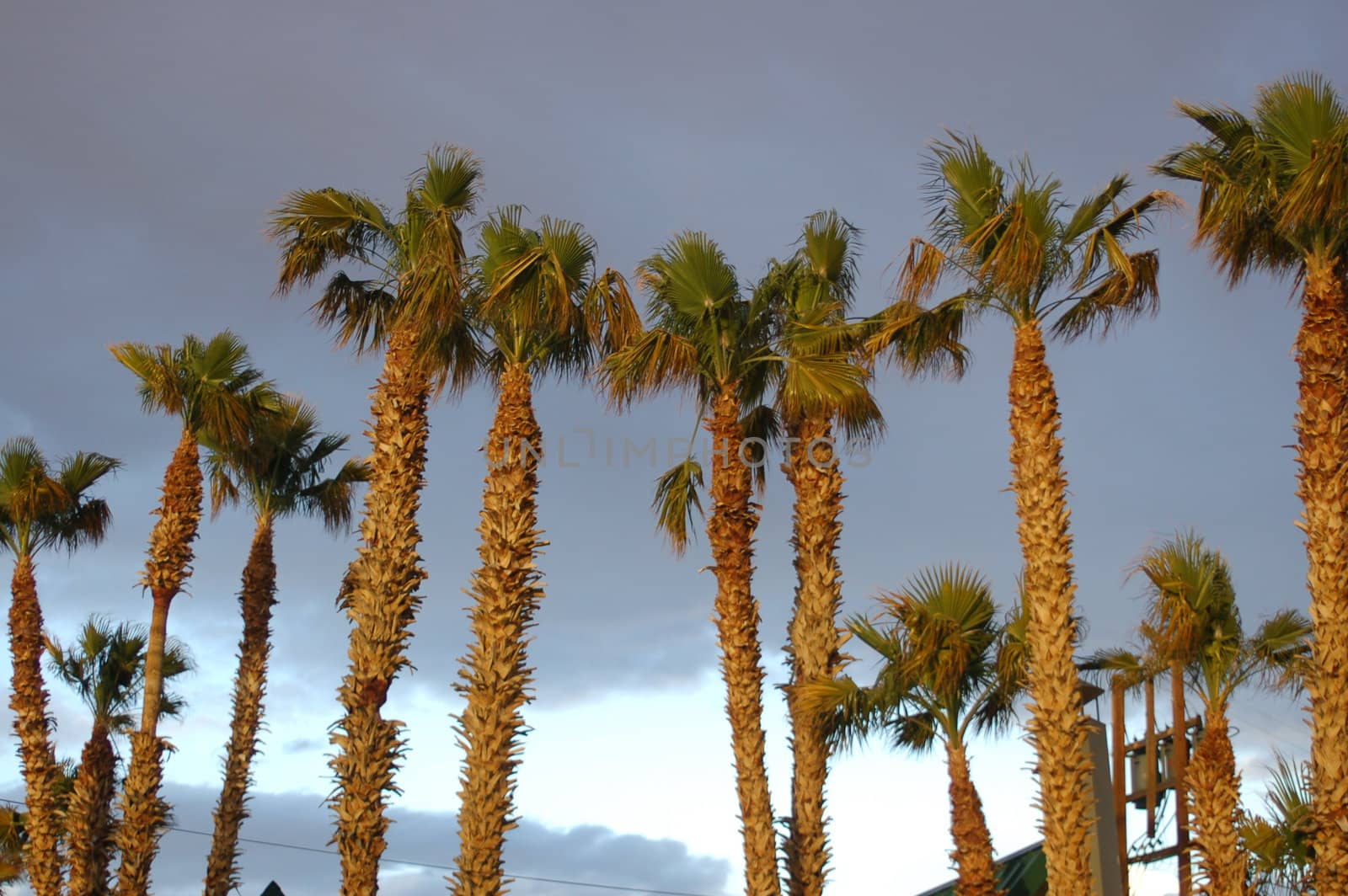 Row of desert palm trees against a blue sky between Los Angeles and Las Vegas