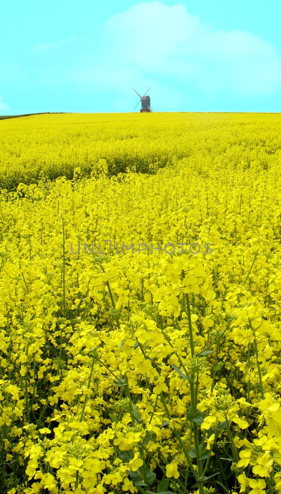 Windmill across a field of yellow flowers