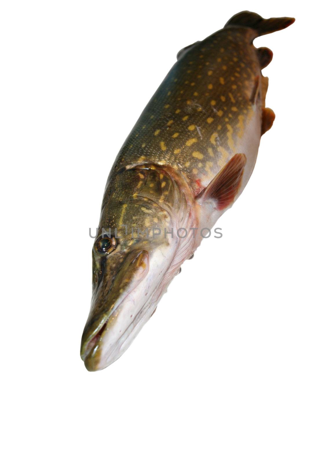 Raw fish (pike). Image series of different food on white background
