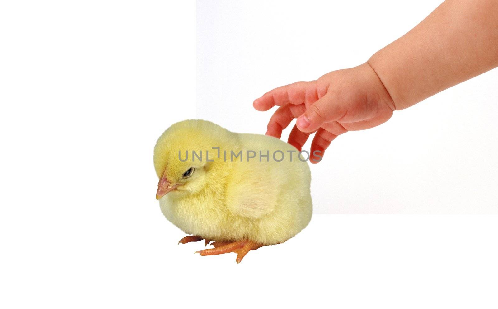 A chicken with a small babies hand