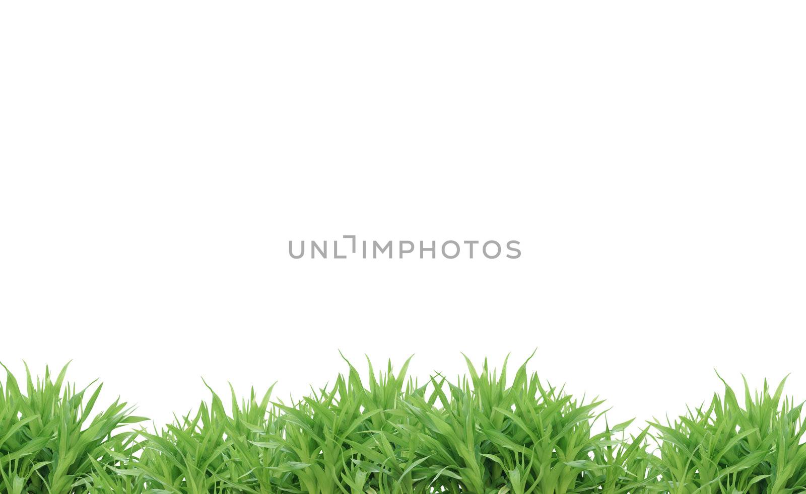 Picture with tgree grass for your Easter decoration