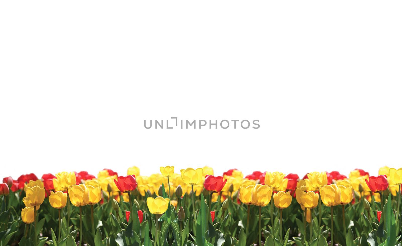 Picture with tulips for your Easter decoration
