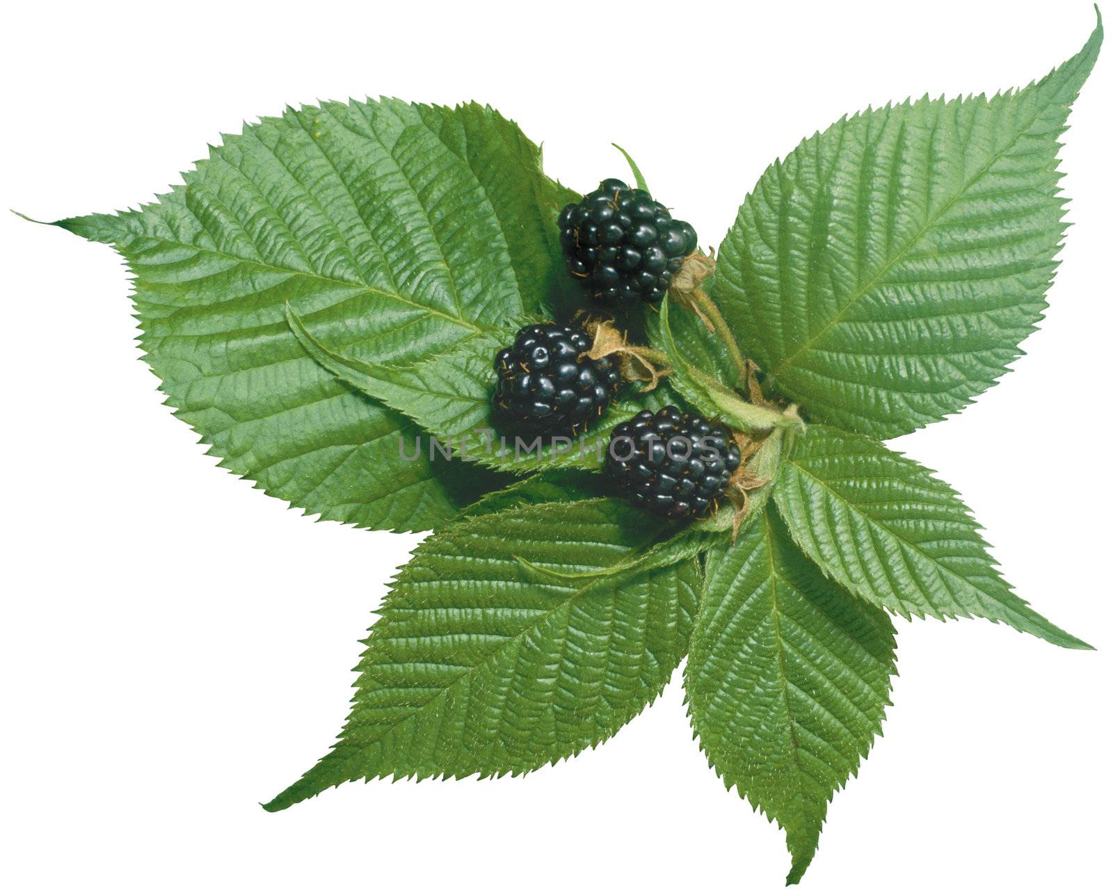 Nice picture with black berry on white background