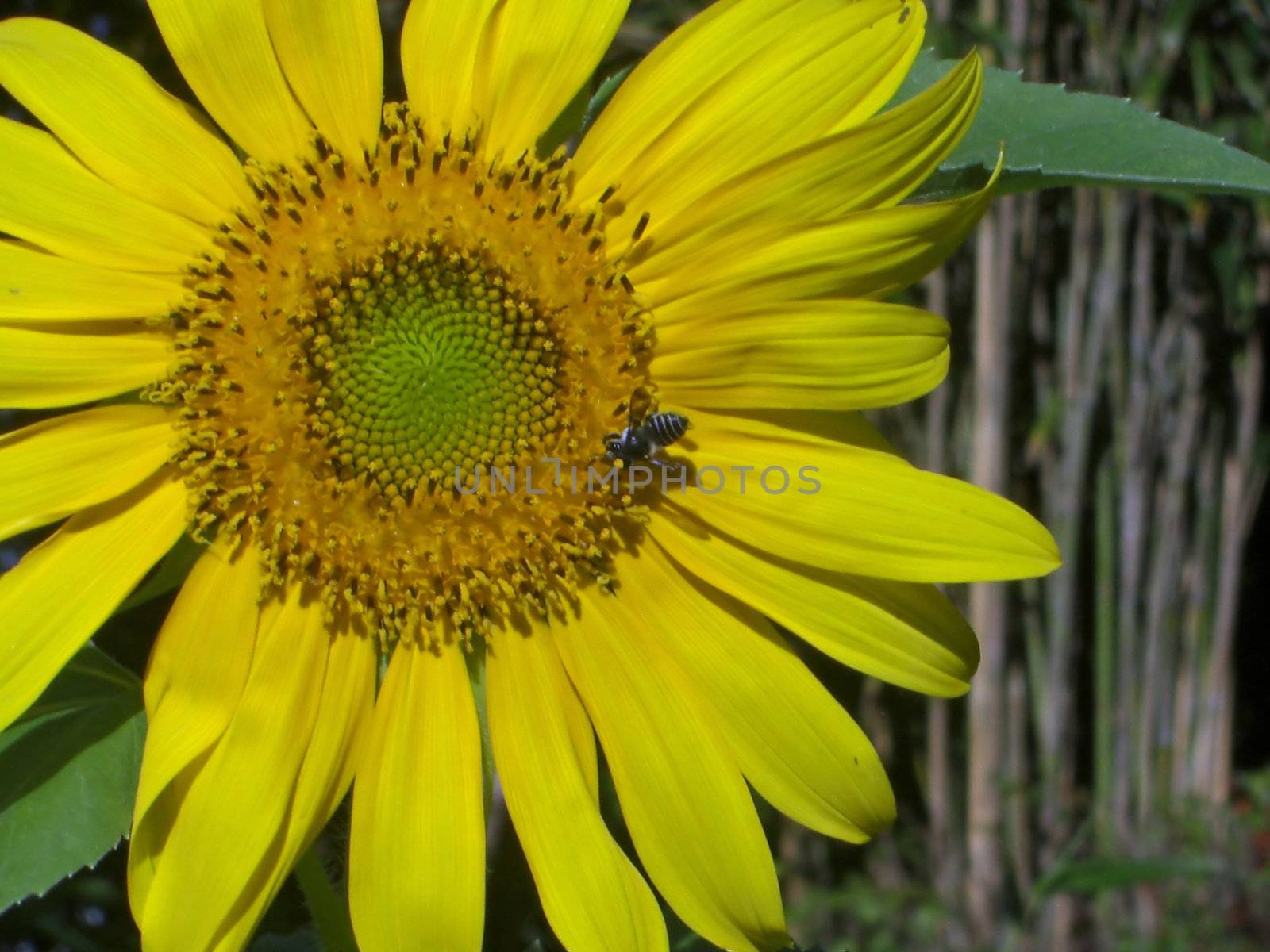 A small bee is pollinating this young and brightly colored sunflower
