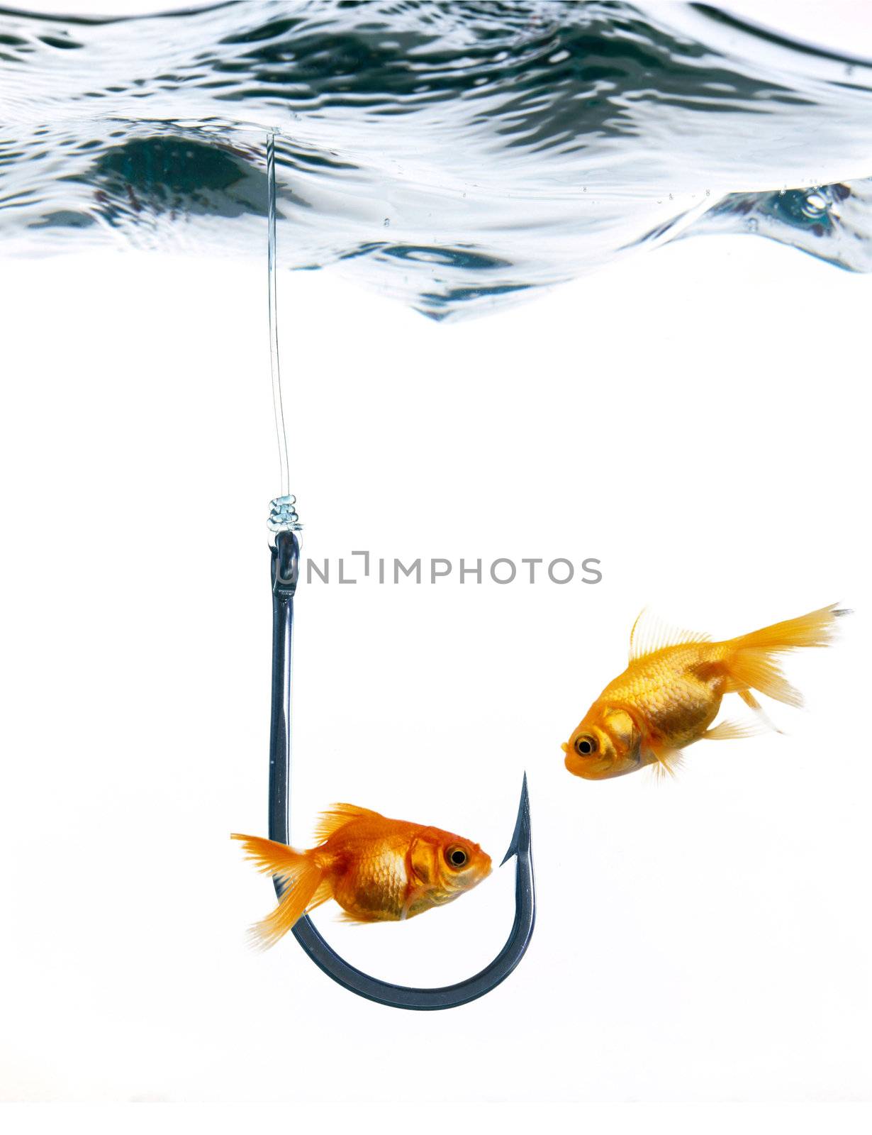 Two golden fishes and fish hook in water