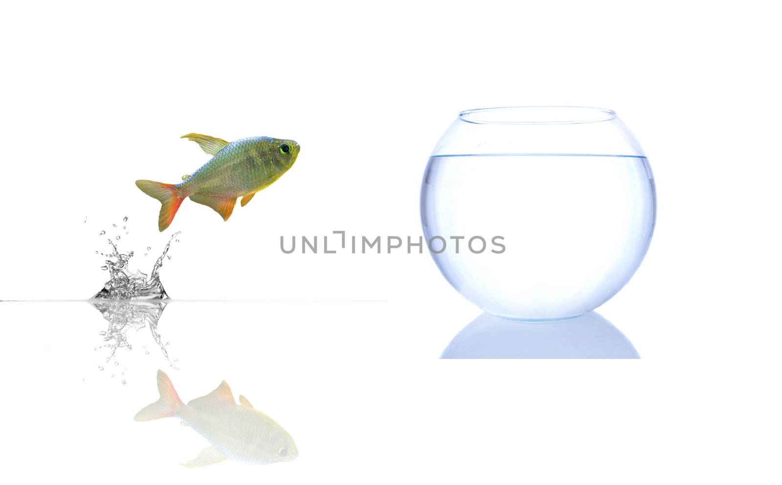 Nice picture with fish which wants jump to aquarium