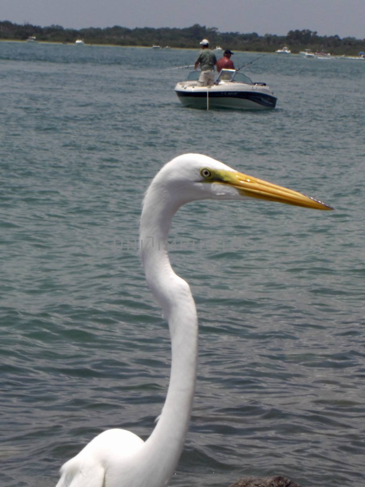 Long neck Egret by Mabatho