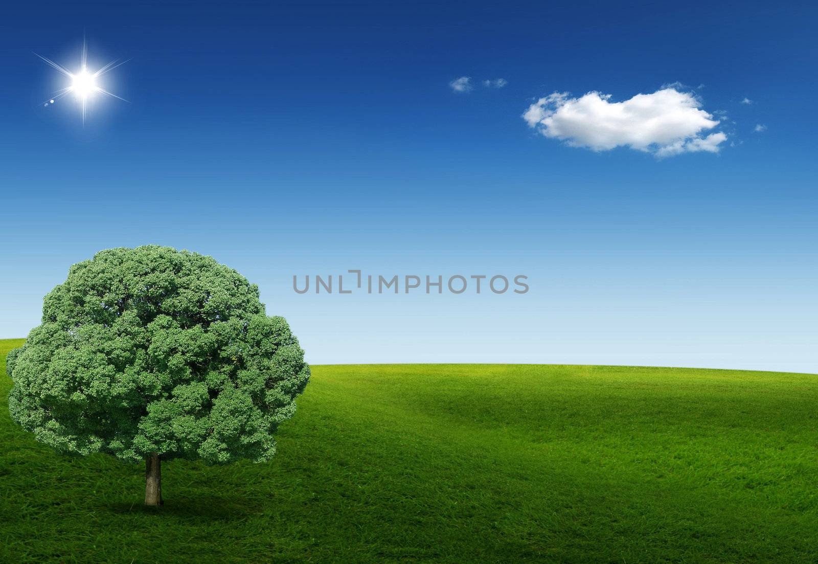 Nice picture with a tree in the field with blue sky