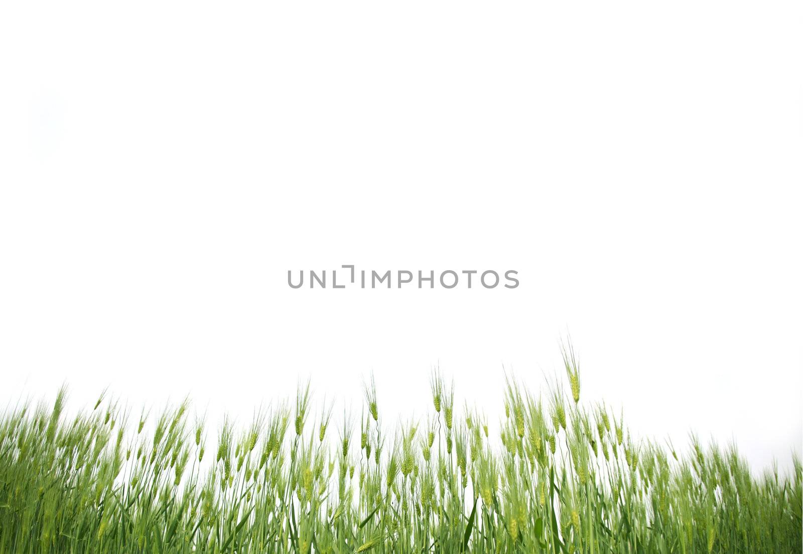 Nice picture with a green grass for your Easter decoration