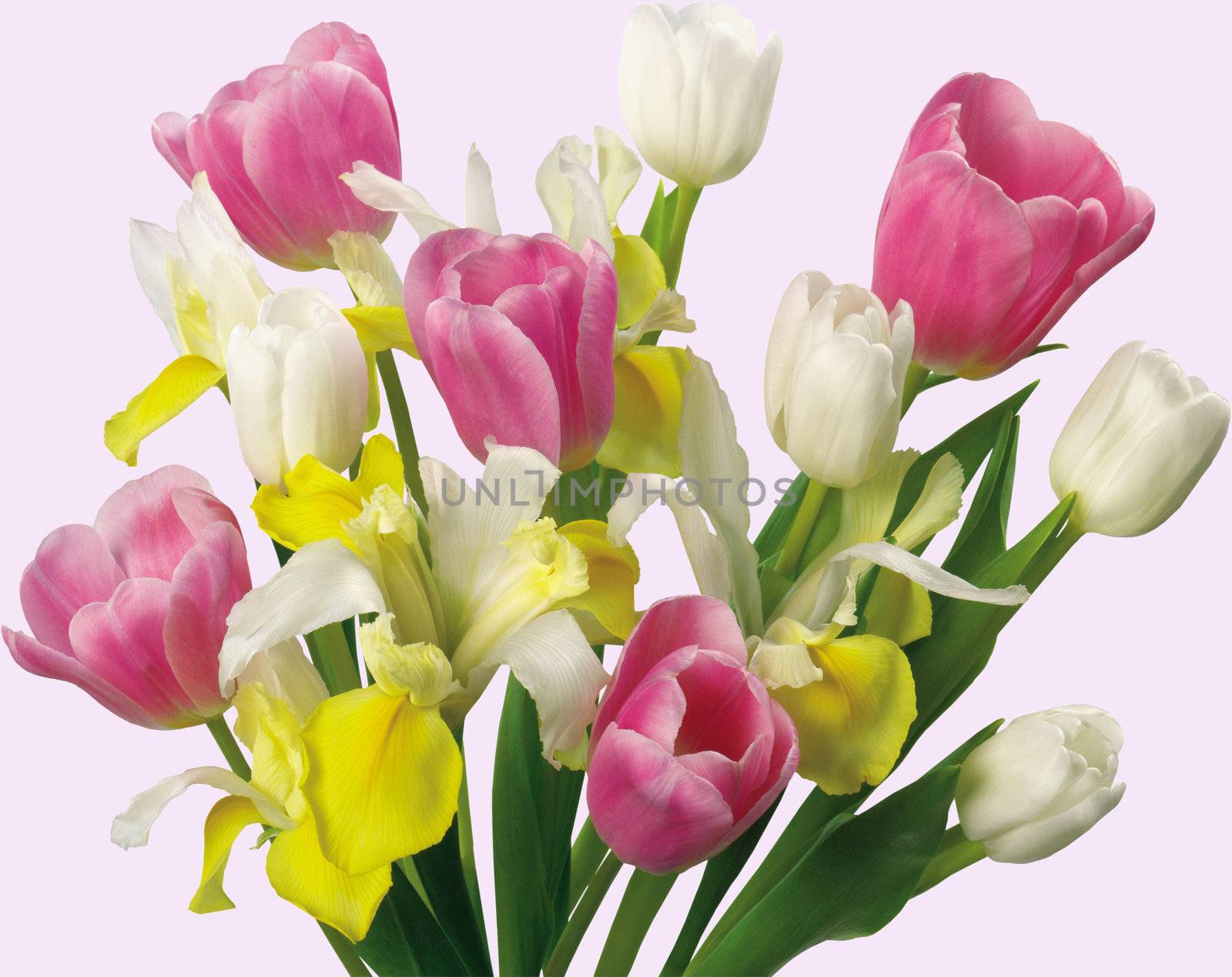 Nice spring flowers for your Mather Days design
