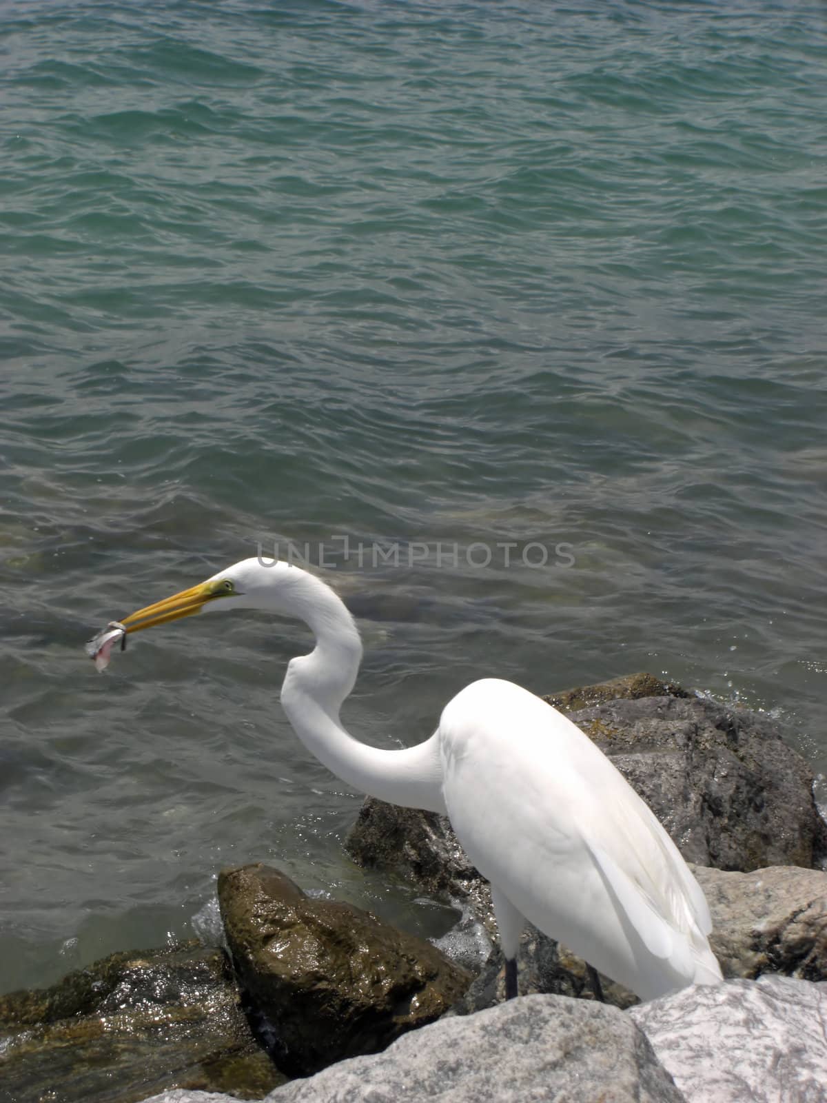 The Egret on the rocks is enjoying its catch of fish.