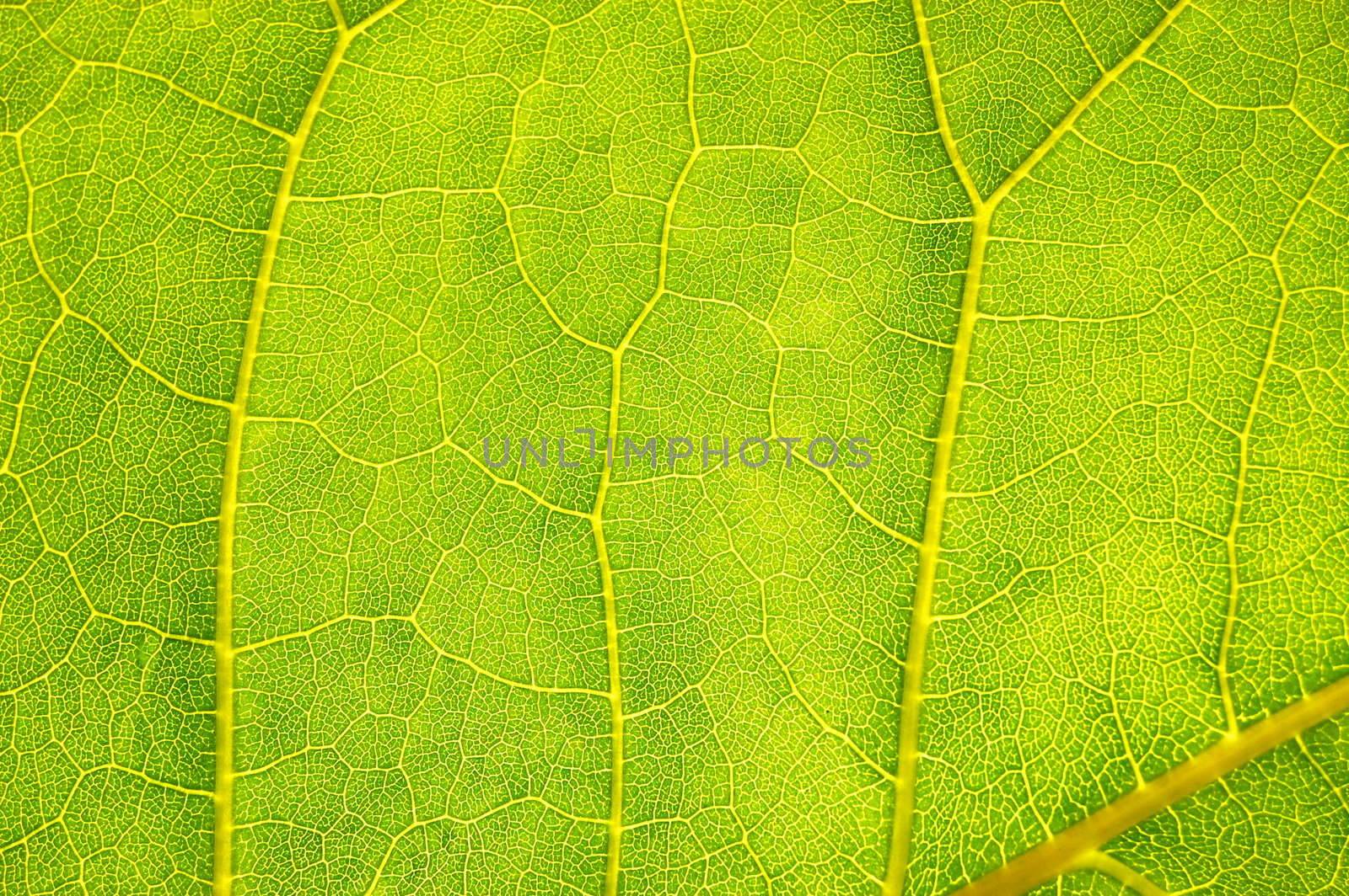 structure and texture of green leaf can be used as background