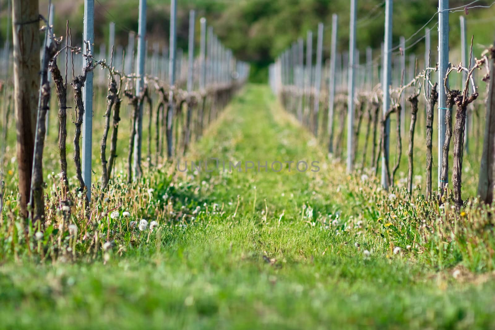 grapes plants
