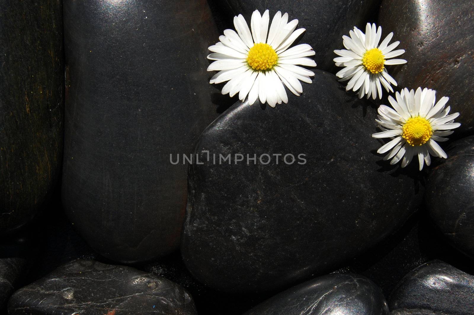 happy daisy flowers on black stone background showing health and wellness concept