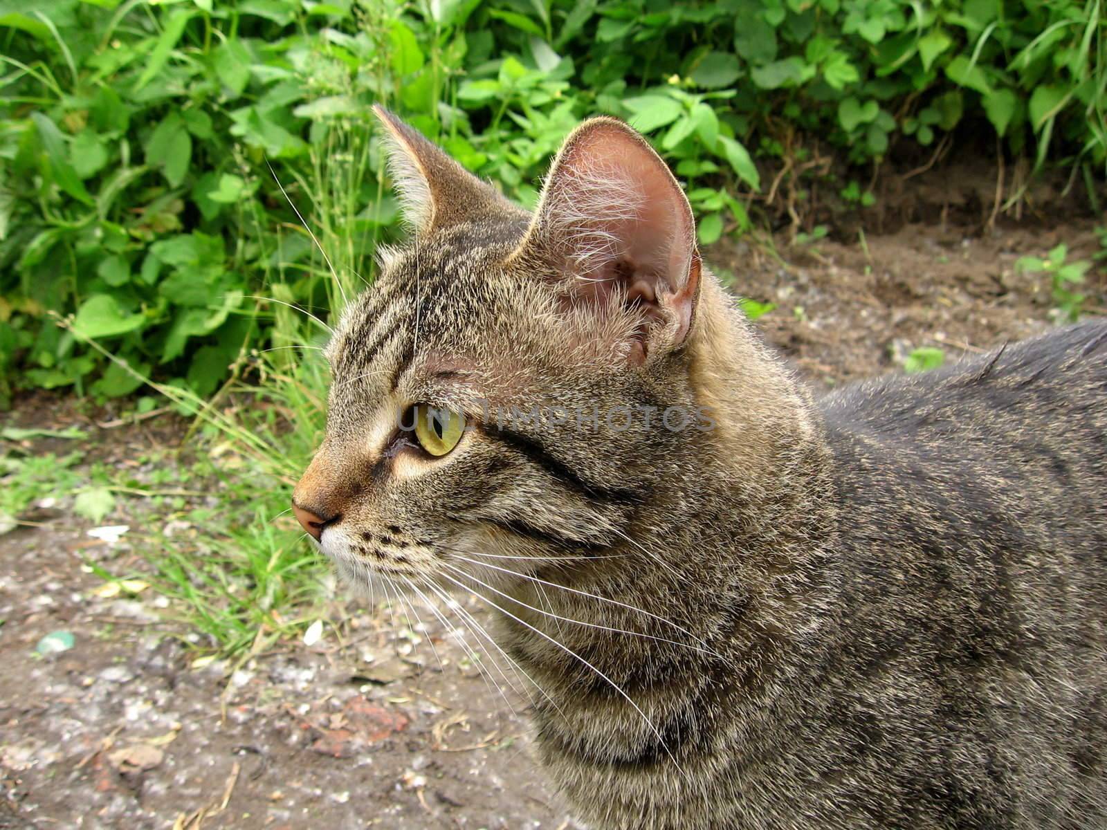 Beautiful artful gray cat on a background of grass