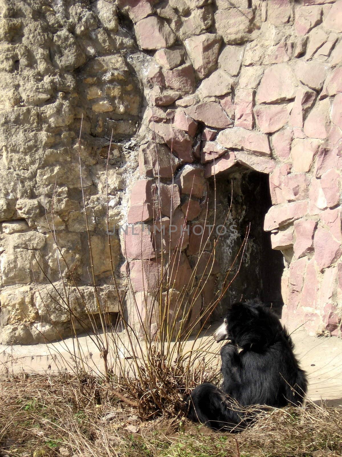 Cute black bear sits on a background of stone wall