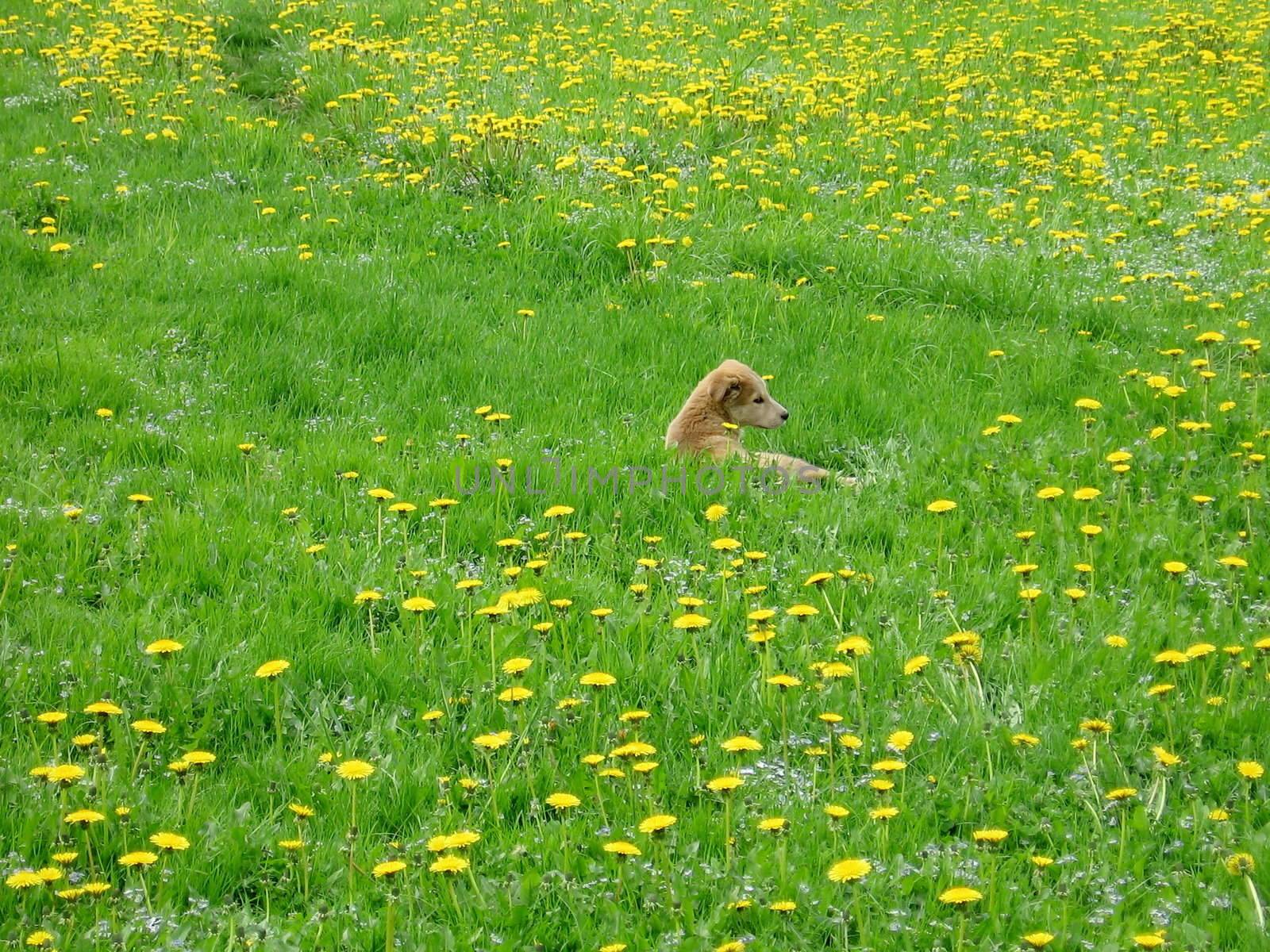 Cute puppy sit in the yellow dandelion field