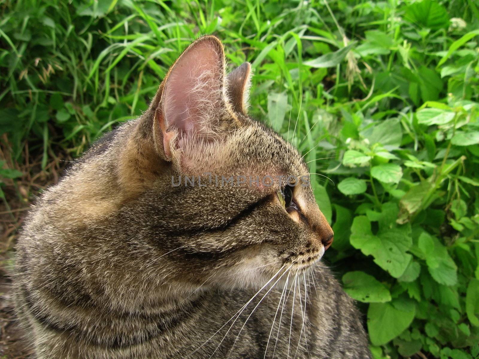 Beautiful gray cat on a background of grass