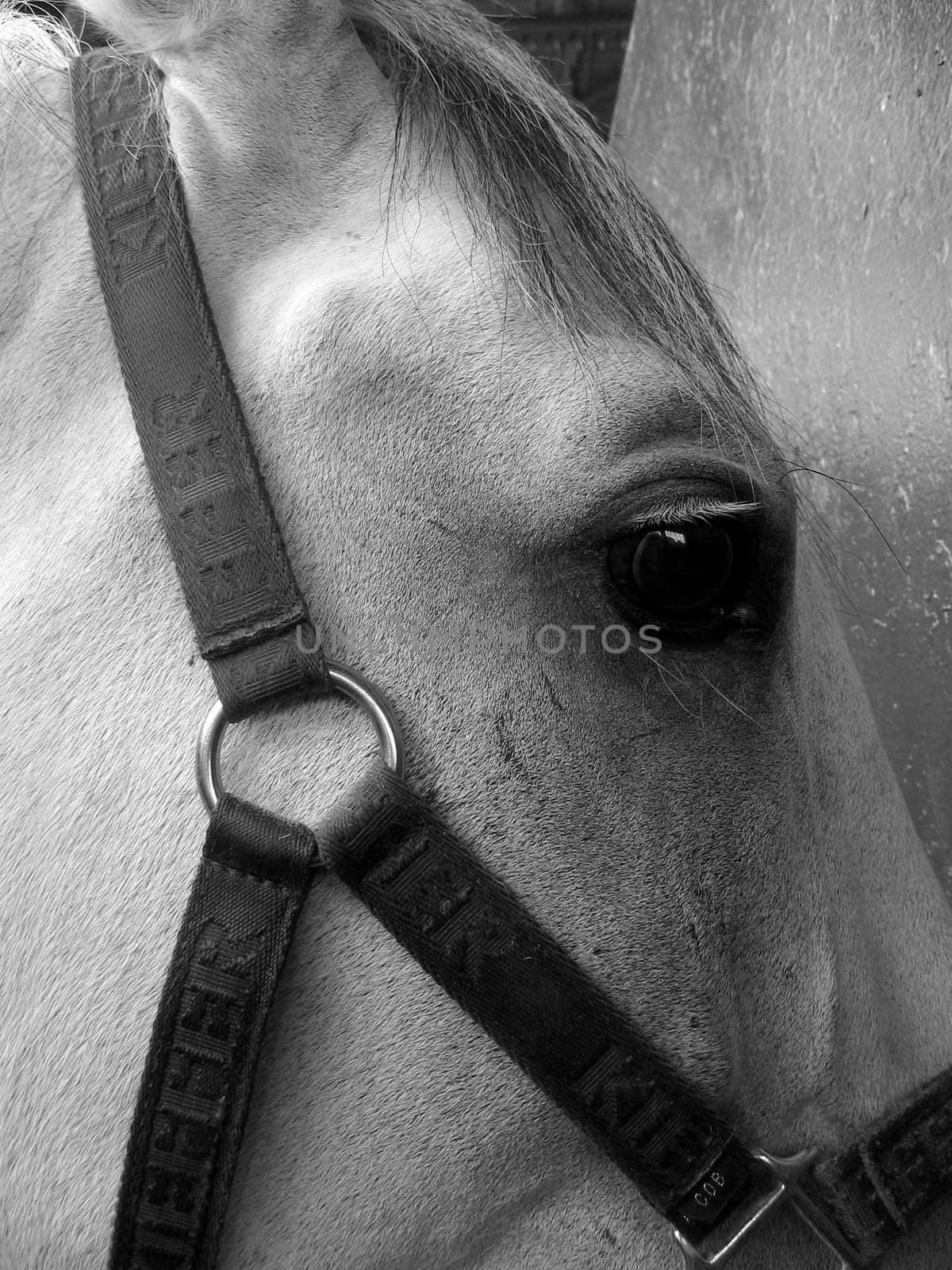 Close up white horse head, gray photo