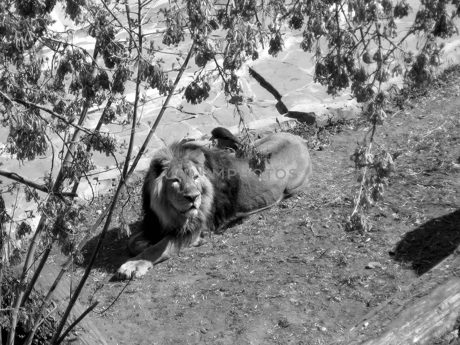Lion sits in a Moscow zoo, gray photo