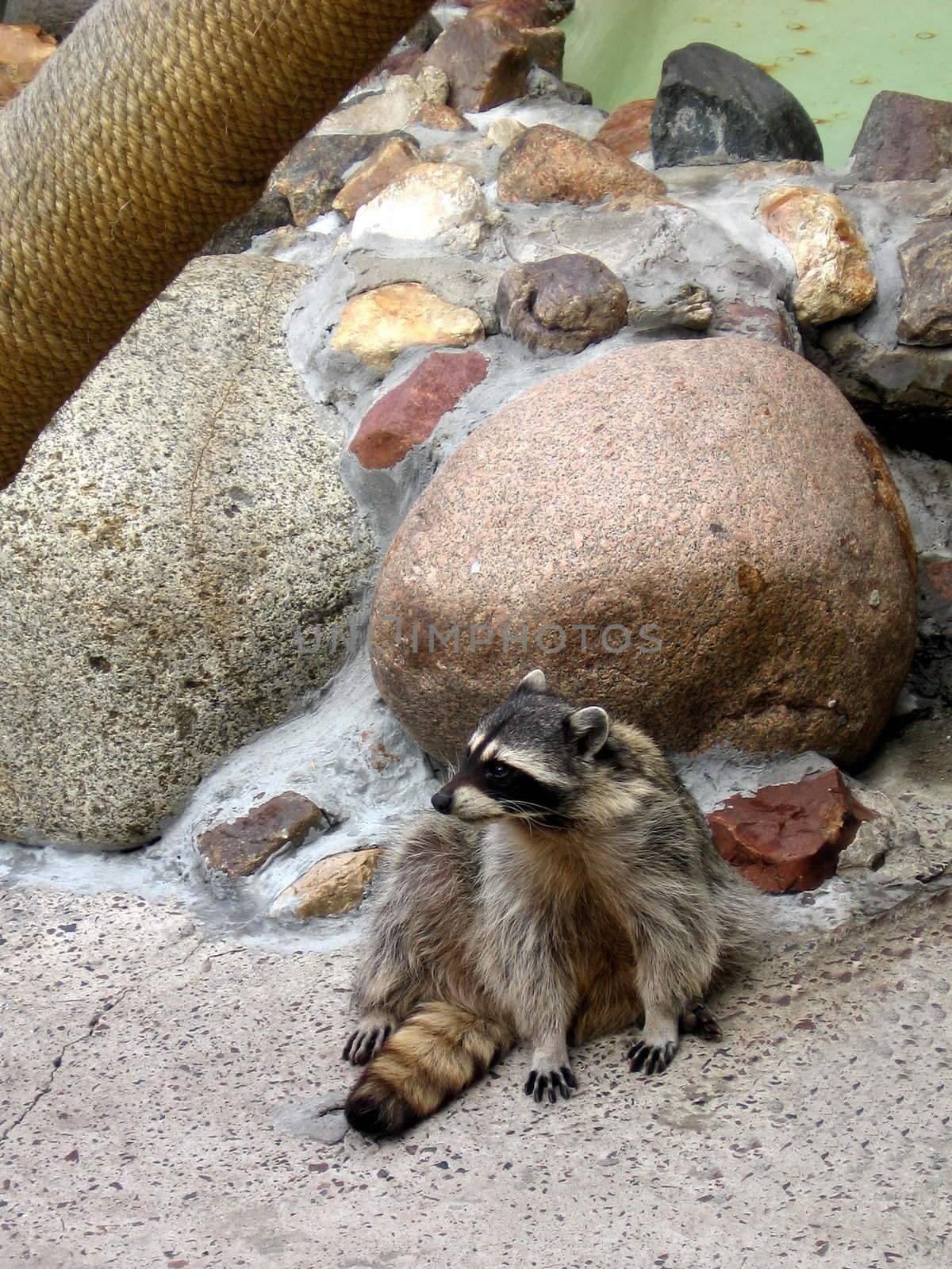 Lonely single raccoon sits on a background of stones